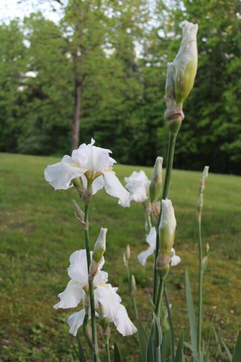 white irises just starting to bloom