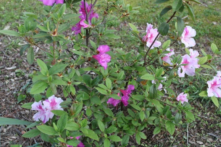 azalea bush different shades of pink
