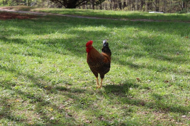 beautiful rooster walking on the grass