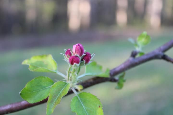 up close of an apple blossom