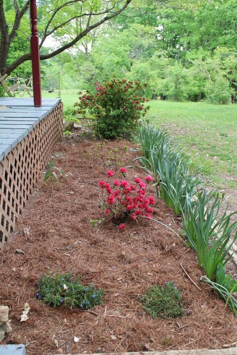 newly planted azalea