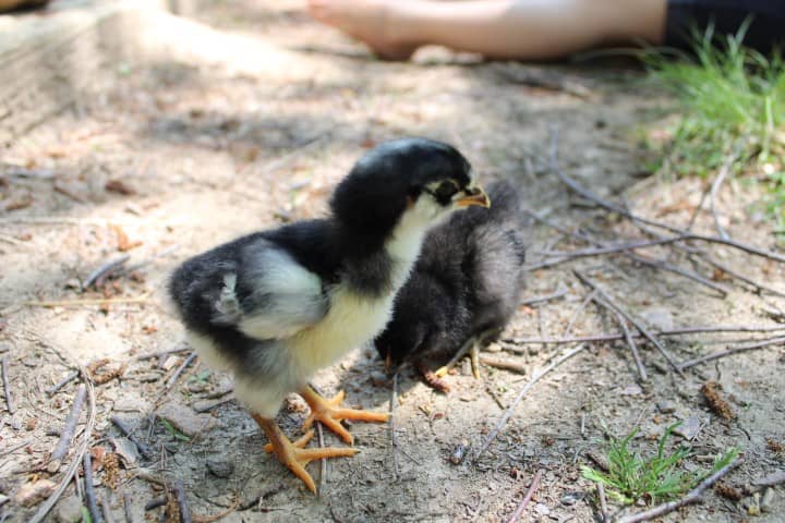 cute baby chicks outside