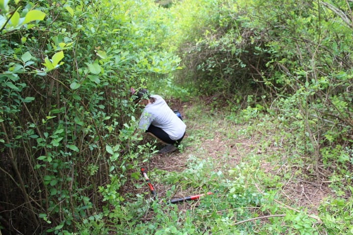 lady cutting thorns and briars out of blueberry bushes.