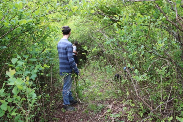 mom and 2 sons working in a blueberry patch to remove briars.