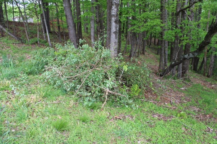 big pile of brush cleared from a wild blueberry patch