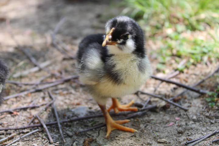 adorable black and white chick one week old