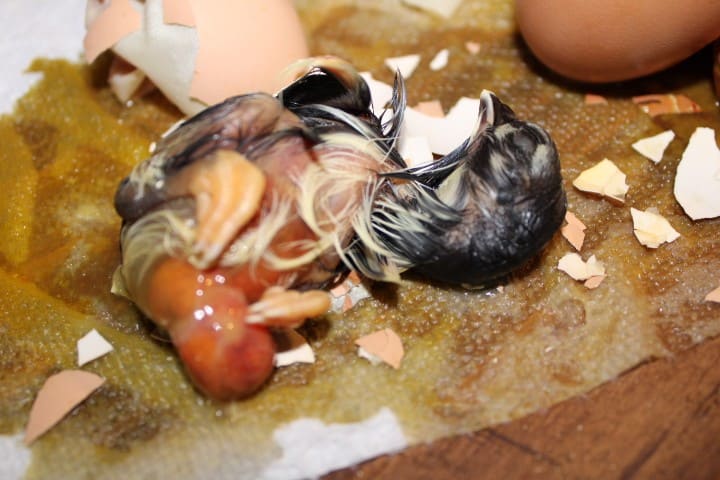 a stillborn chick