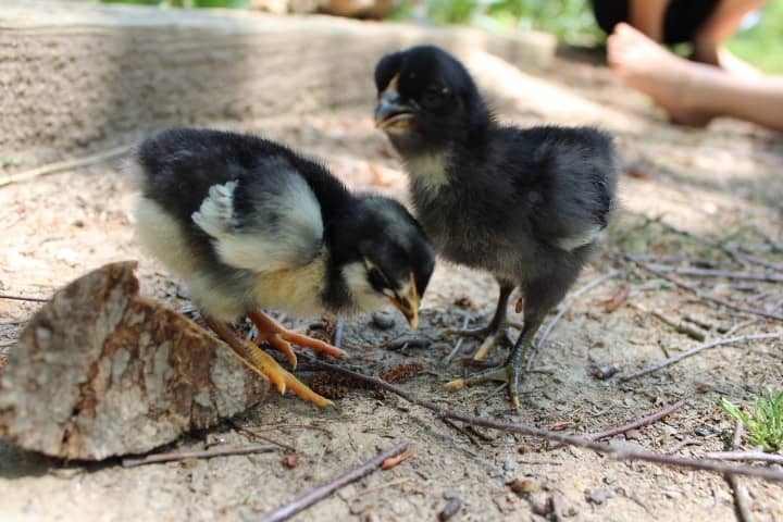 Two 1 week-old chicks outside in the sticks.