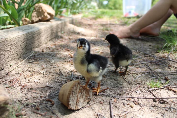 two baby chicks playing outside in the dirt