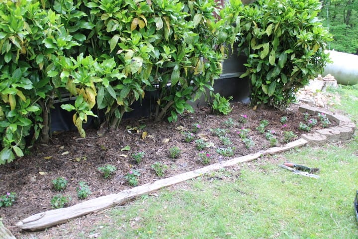 24 new impatiens planted