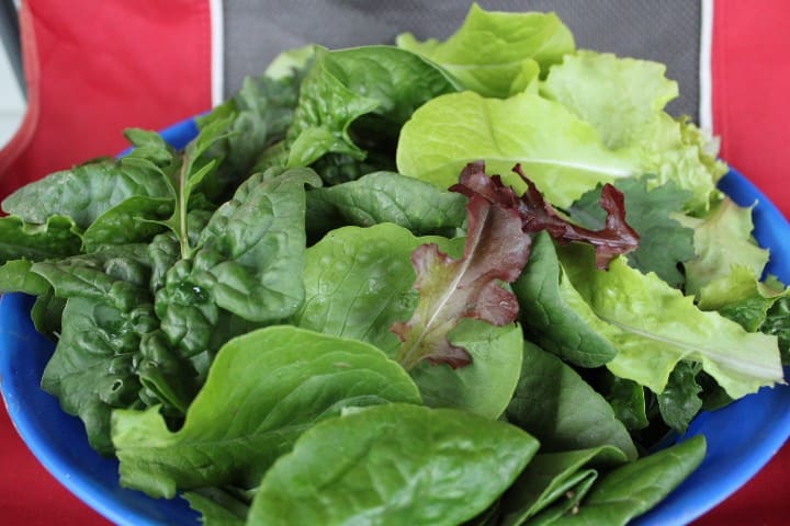 bowl of fresh picked lettuce