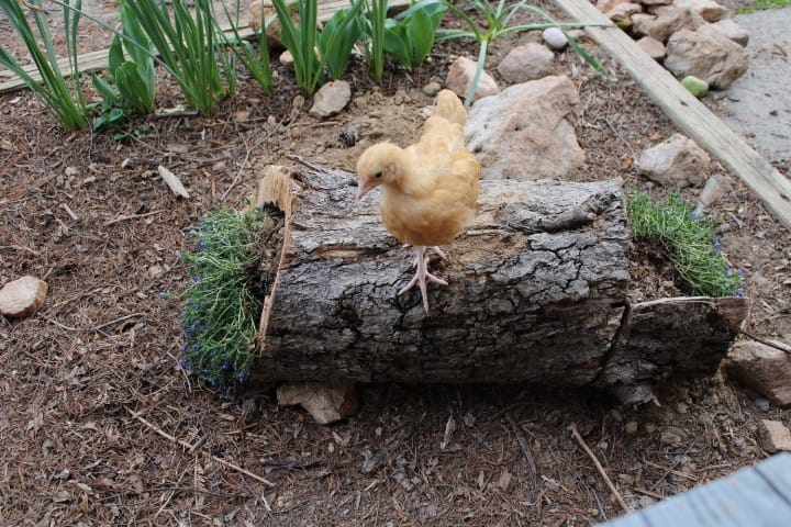 young pullet on top of a log with flowers