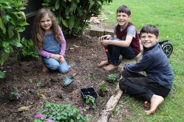 3 little kids planting impatiens in spring