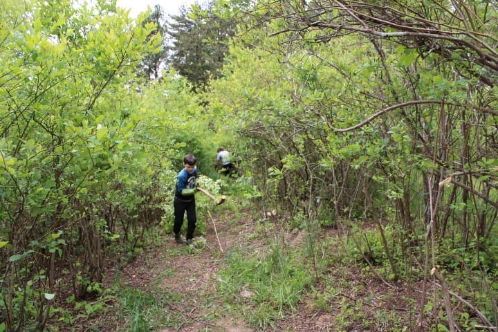 tunnel of blueberry bushes