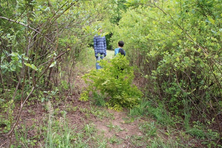 9 year old boy hauling branches out of blueberry patch