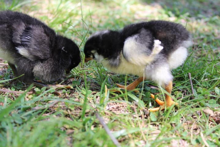 two baby chicks pecking the ground.