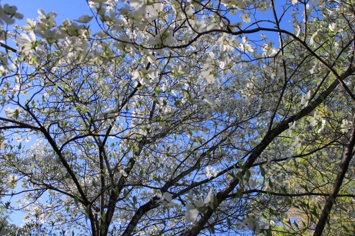looking up through a flowering dogwood tree to a deep blue sky