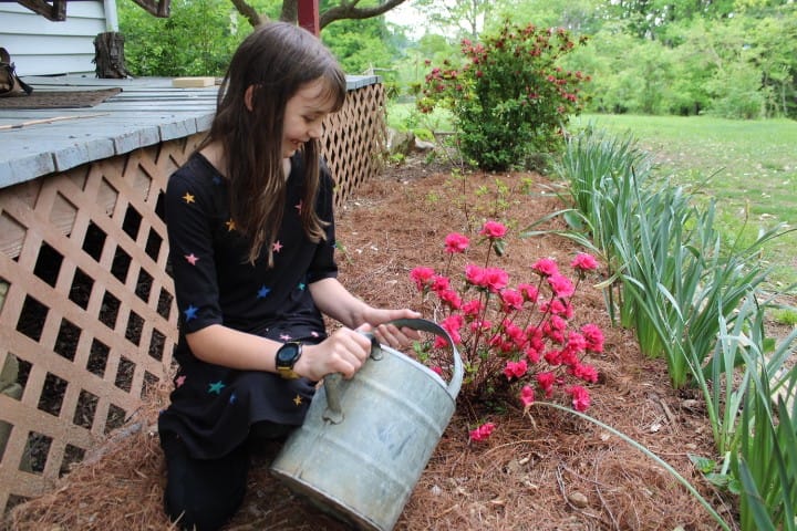 11 year old girl watering a newly planted azalea