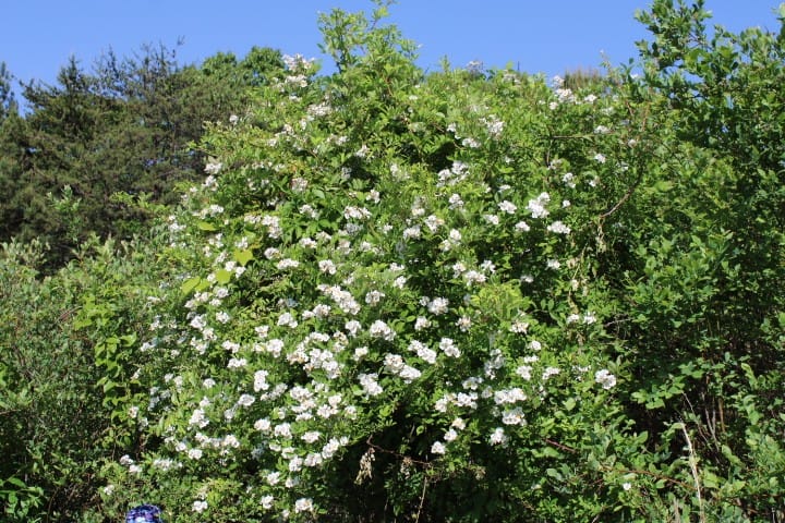 blackberry bramble amongst blueberry bushes
