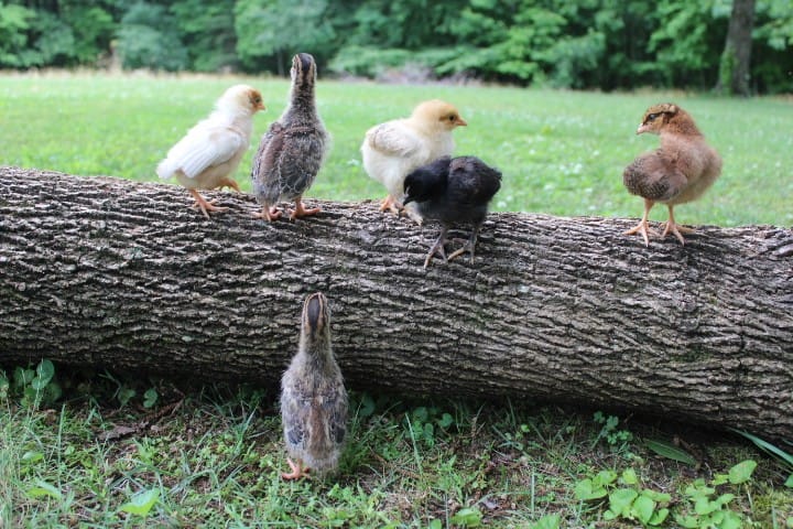 chicks hopping onto a log