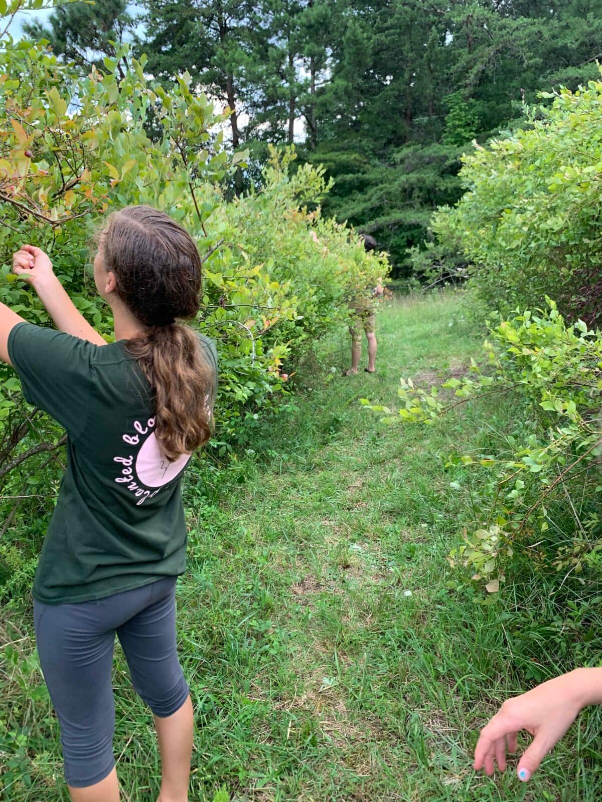 kids picking blueberries
