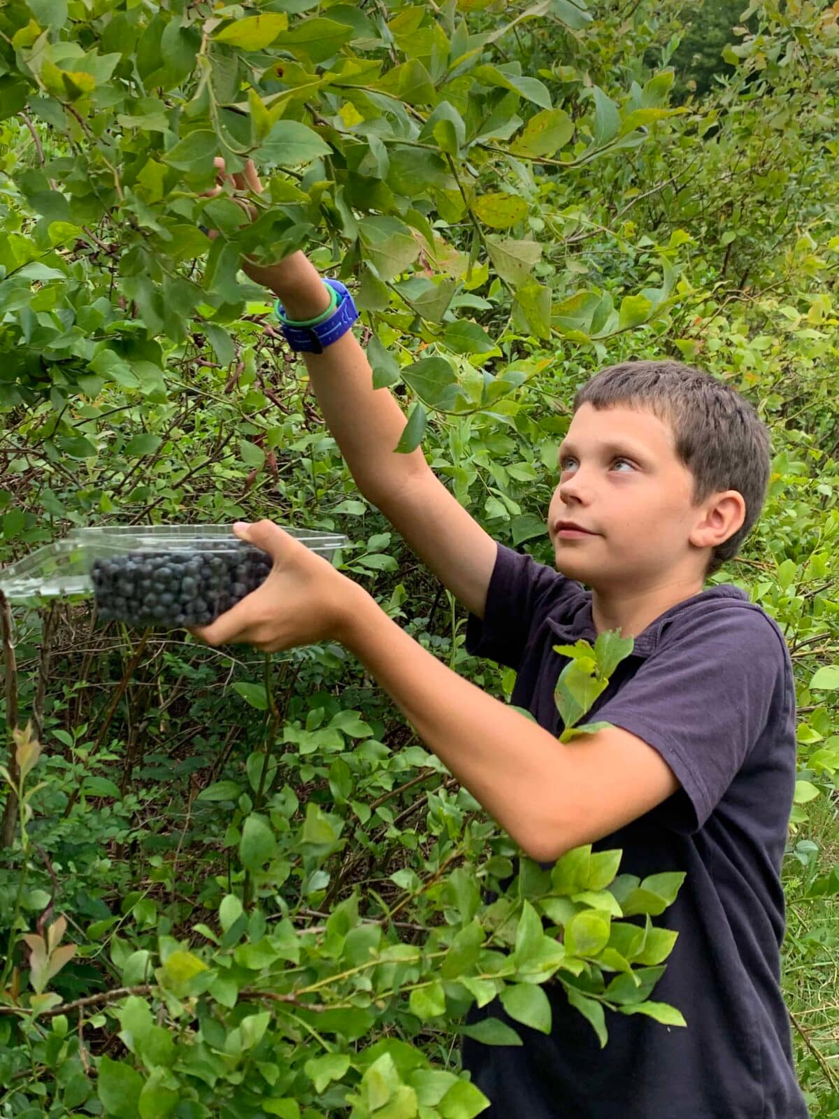 9 year old picks blueberries