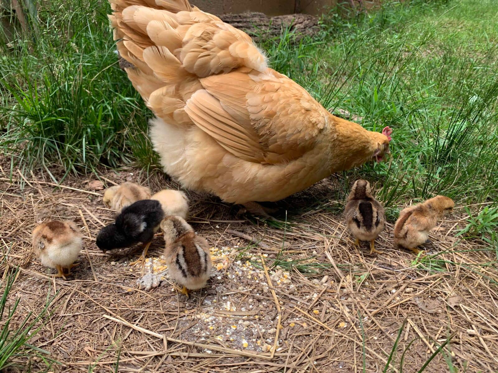 hen with her 7 chicks