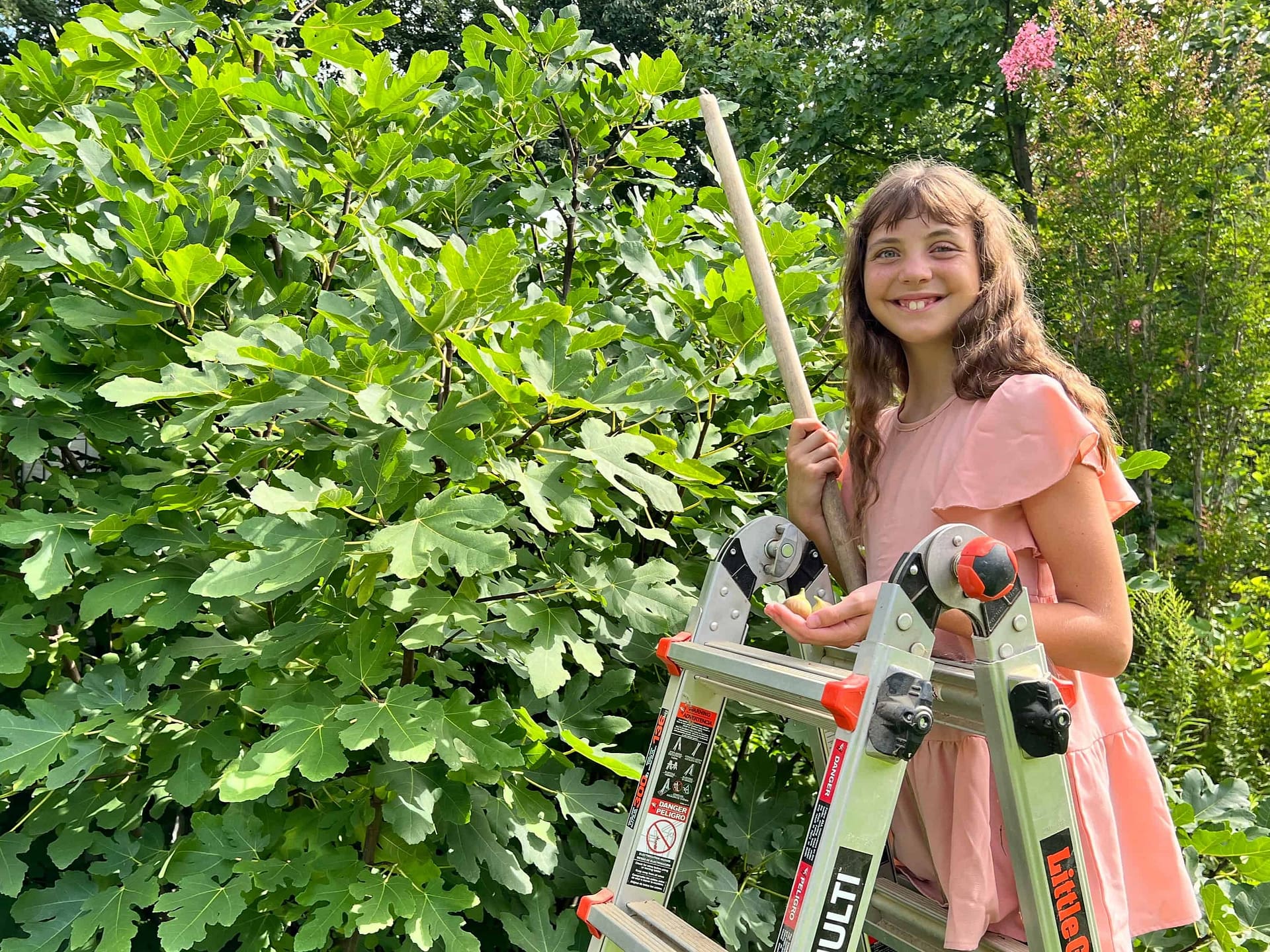 girl picking figs on a ladder