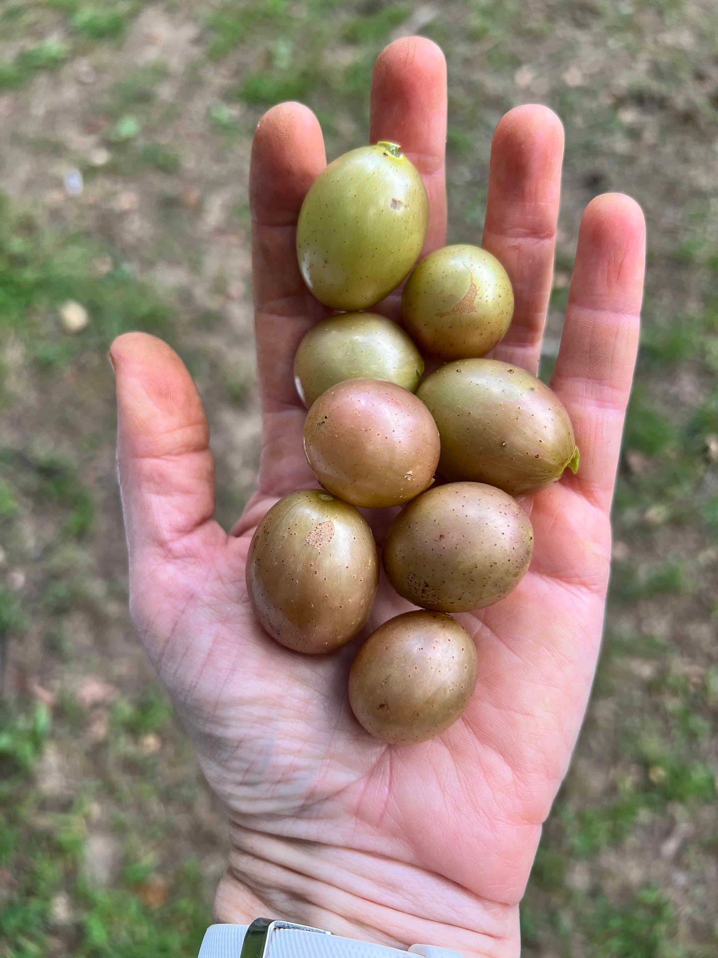 handful of scuppernong grapes