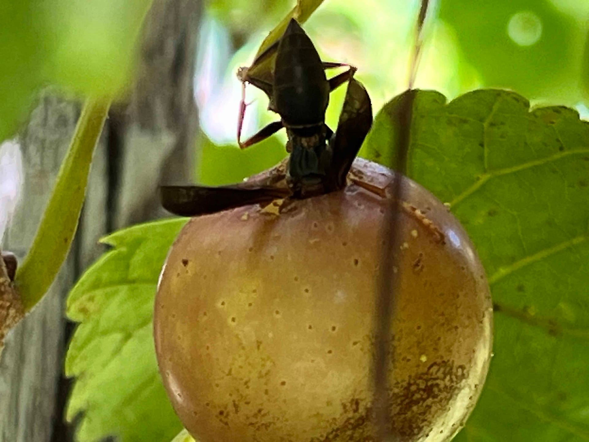 wasp going in head first into a scuppernong grape