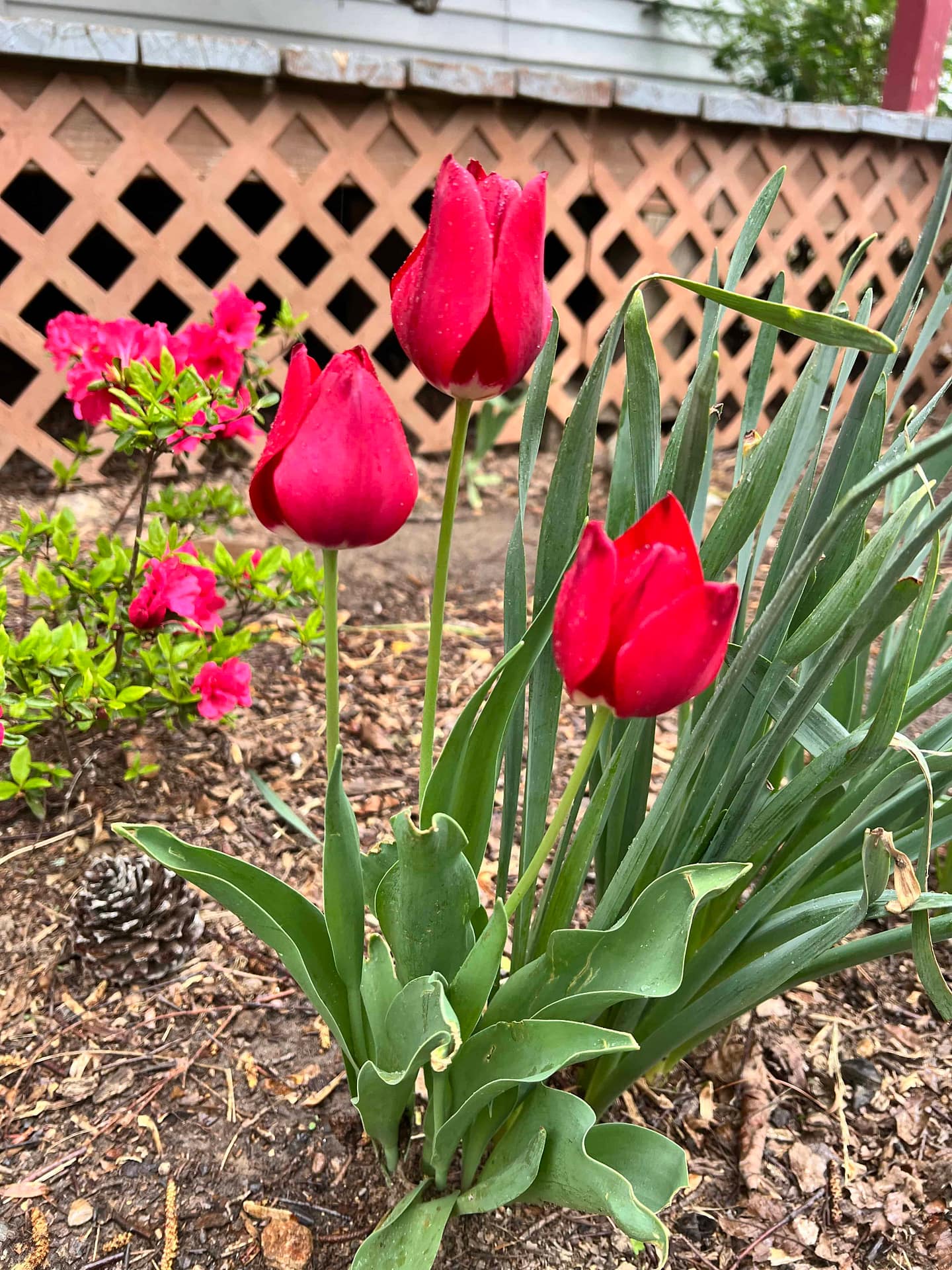 red tulips