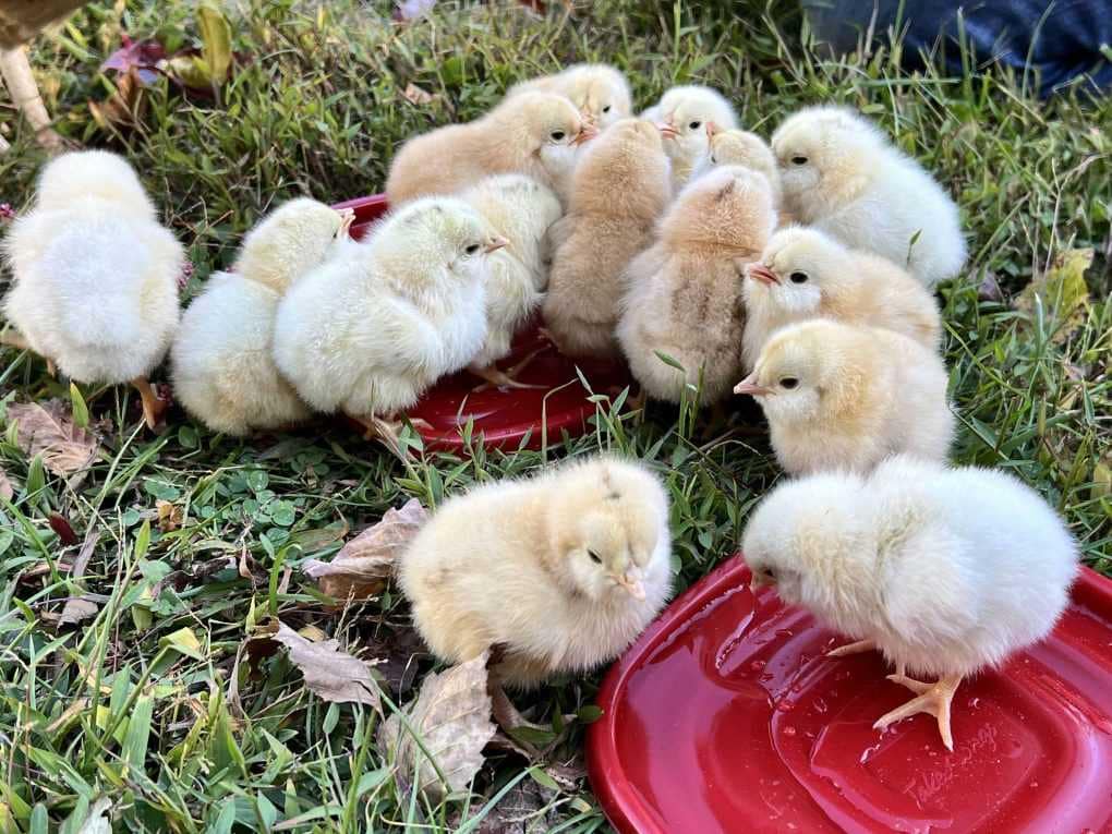 15 chicks