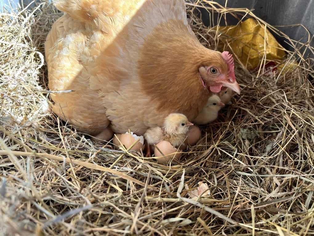 hen with baby chicks