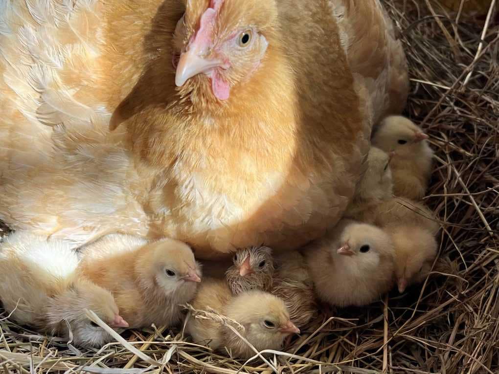 hen with baby chicks
