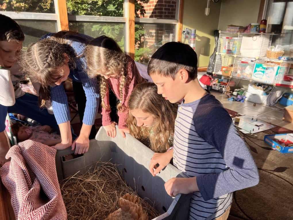 5 kids watch chicks hatch in a box